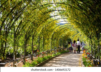 Yellow Wisteria Tunnel In Japan