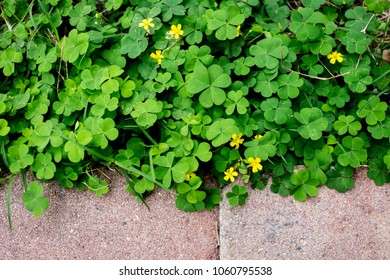 Yellow Wood Sorrel Overgrowth