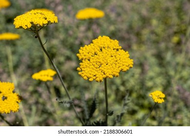 Yellow Yarrow Flowers Close Up