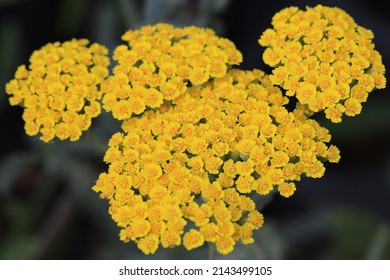 Yellow Yarrow In Sunny May