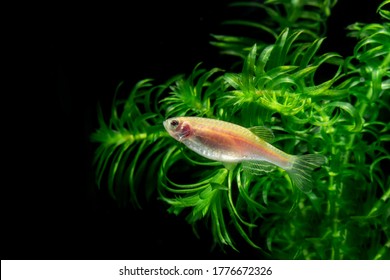 The Yellow Zebra Danio Glofish  