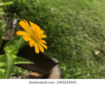 Yellow Zinnia flower in the Garden.