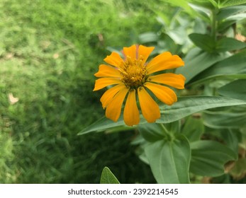 Yellow Zinnia flower in the Garden.