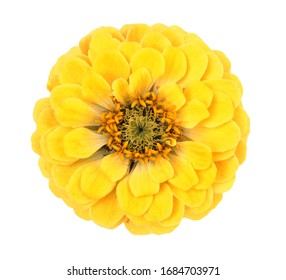 Yellow Zinnia Flower Isolated On White