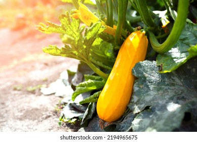 Yellow Zucchini Grows On A Bush On A Sunny Day. Growing Zucchini