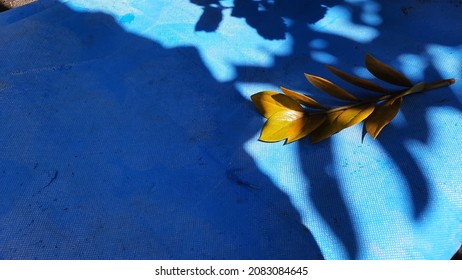 Yellow zz plant leaves on an open blue background with leaf shadow accents