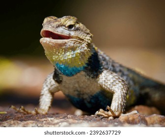 The yellow-backed spiny lizard, scientifically known as Sceloporus uniformis, gets its name from the bright yellow coloration on its back. 