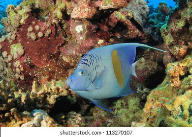 Yellowbar Angelfish