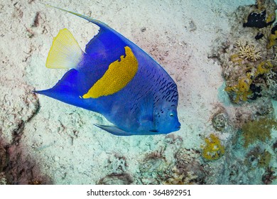 Yellowbar Angelfish