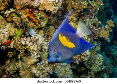 Yellowbar Angelfish