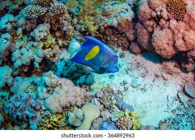 Yellowbar Angelfish