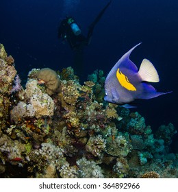 Yellowbar Angelfish