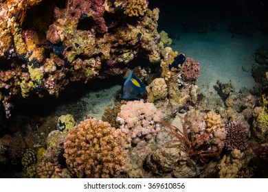 Yellowbar Angelfish