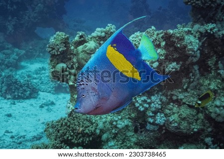 Yellowbar Angelfish (Pomacanthus Maculosus) Red Sea, Egypt