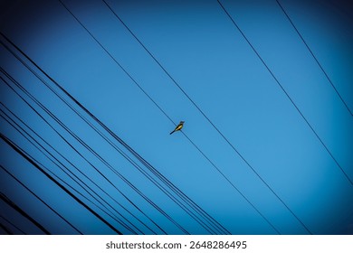 Yellow-Bellied Bird Perched on Power Line Against Blue Sky