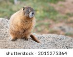 Yellow-bellied Marmot posing on a rock