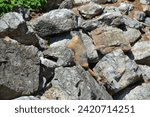 Yellow-bellied marmot scurrying and playing in a rock pile in Lakeside, Montana, near Angel Point on Flathead Lake.