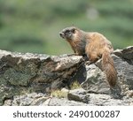 A Yellow-Bellied Marmot Sits on Rocks in the Rocky Mountain National Park of Colorado During  the Summer