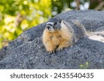 A Yellow=bellied Marmot. Taken near Kamloops, British Columbia, Canada