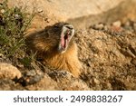 Yellow-bellied Marmot with a wide open mouth.