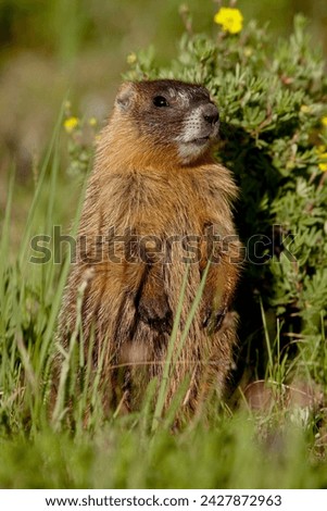 Yellow-bellied marmot (yellowbelly marmot) (marmota flaviventris), camp hale, white river national forest, colorado, united states of america, north america