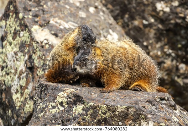 Yellow-bellied marmots (Marmota\
flaviventris) communication. Yellowstone National Park, Wyoming.\
USA.