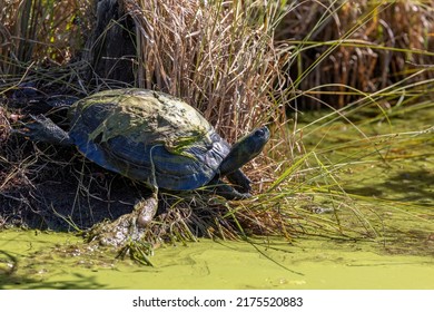 Yellow-bellied Slider On Log At Alligator River National Wildlife Refuge, North Carolina