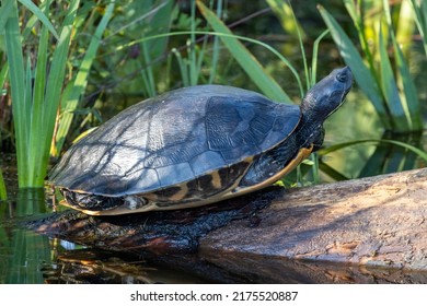 Yellow-bellied Slider On Log At Alligator River National Wildlife Refuge, North Carolina