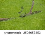 A Yellow-Bellied Slider rests on a branch in the CO Canal National Park, with its vibrant markings contrasting against the lush green of the duckweed covering both the turtle and the water.