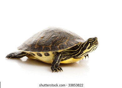 Yellow bellied slider turtle Images, Stock Photos & Vectors | Shutterstock