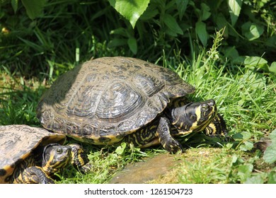 The yellow-bellied slider (Trachemys scripta scripta) is a land and water turtle belonging to the family Emydidae. 