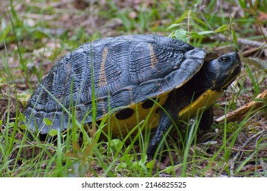 Yellow bellied slider turtle Images, Stock Photos & Vectors | Shutterstock