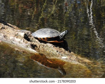 A yellow-bellied slider turtle sunning on a log in the Great Dismal Swamp National Wildlife Refuge, Suffolk, Virginia. - Shutterstock ID 2178390203