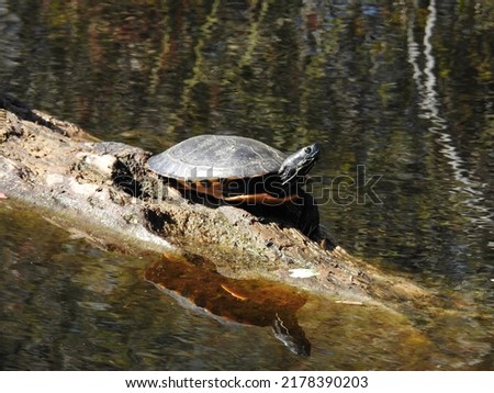 A yellow-bellied slider turtle sunning on a log in the Great Dismal Swamp National Wildlife Refuge, Suffolk, Virginia.