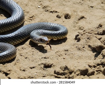 88 Yellow bellied sand snake Images, Stock Photos & Vectors | Shutterstock