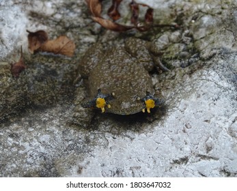 yellow-bellied toad in defensive pose