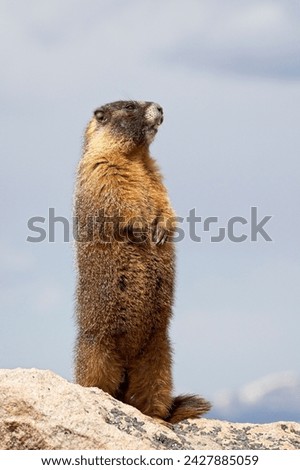 Yellowbelly marmot (marmota flaviventris) standing, mount evans, colorado, united states of america, north america