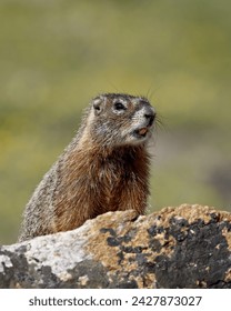 Yellowbelly marmot (yellow-bellied marmot) (marmota flaviventris), shoshone national forest, wyoming, united states of america, north america