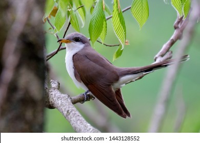 Yellow-billed Cuckoo, Stone Lake, Laurel, Maryland