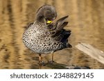 Yellow-billed Duck preening, Kruger National Park, South Africa