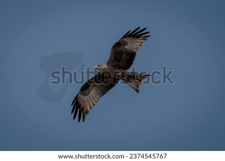 Yellow-billed kite with catchlight in blue sky