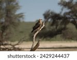 yellow-billed kite - Milvus aegyptius perched at green blue backgound. Photo from Kgalagadi Transfrontier Park in South Africa. it is the Afrotropic counterpart of black kite - Milvus migrans.