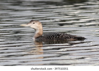 Yellow-billed Loon