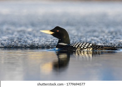 A Yellow-billed Loon swims on a pond on Alaska's North Slope during the Arctic summer.