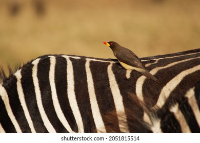 Yellow-billed Oxpecker - Buphagus africanus  passerine bird in Buphagidaem, native to the savannah of Sub-Saharan Africa, symbiotic and parasitic to big mammals, on zebra.
