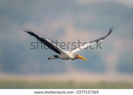 Yellow-billed stork with catchlight flies spreading wings