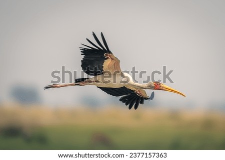 Yellow-billed stork with catchlight glides spreading wings