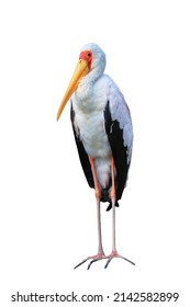 Yellow-billed Stork, Mycteria Ibis, Isolated On White Background. Also Known As Wood Stork Or Wood Ibis. Beautiful White Bird With Yellow Beak. African Animal From Regions South Of Sahara. Wildlife.