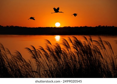 Yellow-billed storks (Mycteria ibis) flying over the Okavango Delta in Botswana at sunset.  - Powered by Shutterstock