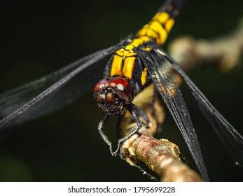 Yellow-black Dragon Fly Close Up Photo